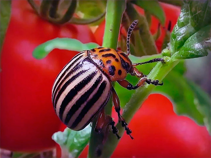 колорадский жук на растении