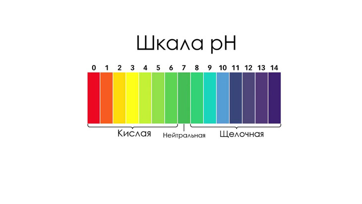 Как подкормить гортензию уксусом пропорции. Смотреть фото Как подкормить гортензию уксусом пропорции. Смотреть картинку Как подкормить гортензию уксусом пропорции. Картинка про Как подкормить гортензию уксусом пропорции. Фото Как подкормить гортензию уксусом пропорции