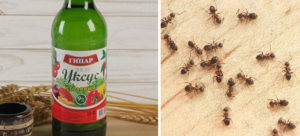 Как избавиться от муравьев уксусом