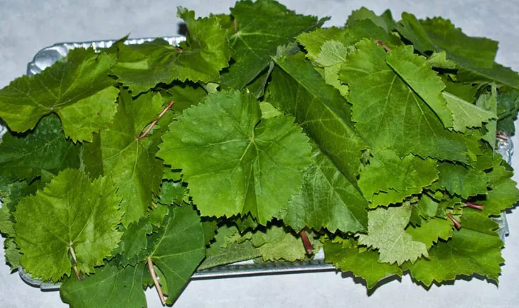 Листья винограда для заготовок на зиму