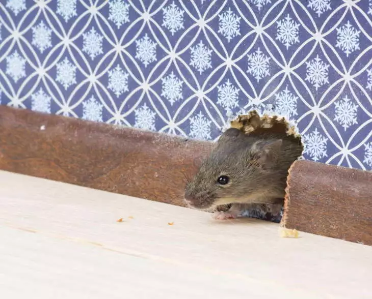 Уксус от мышей в доме 