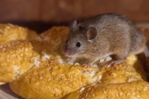 Как избавиться от мышей с помощью уксуса